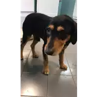 Foto dell\'animale cane - Matr. 2022/1649 - Microchip 380260101222967