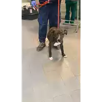 Foto dell\'animale cane - Matr. 2022/0517 - Microchip 380260044549696