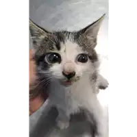 Foto dell\'animale gatto - Matr. 2022/1651 - Microchip 380260044748402