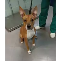 Foto dell\'animale cane - Matr. 2022/1654 - Microchip 380260044733152