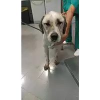 Foto dell\'animale cane - Matr. 2022/1655 - Microchip 380260044749175