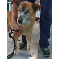Foto dell\'animale cane - Matr. 2022/1656 - Microchip 380260042294561