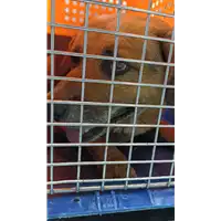 Foto dell\'animale cane - Matr. 2022/1657 - Microchip 380260002003894