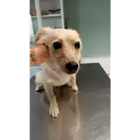 Foto dell\'animale cane - Matr. 2022/1658 - Microchip 380260044732965