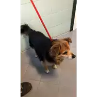 Foto dell\'animale cane - Matr. 2022/1659 - Microchip 380260044733146