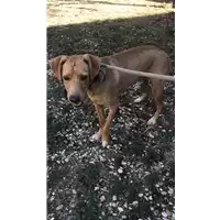 Foto dell\'animale cane - Matr. 2022/1660 - Microchip 380260044749092