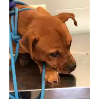 Foto dell\'animale cane - Matr. 2022/1662 - Microchip 380260044732652