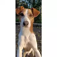 Foto dell\'animale cane - Matr. 2022/1051 - Microchip 380260044665157