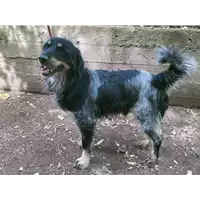 Foto dell\'animale cane - Matr. 2022/1476 - Microchip 380260044732333