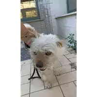 Foto dell\'animale cane - Matr. 2022/1669 - Microchip 380260044733160