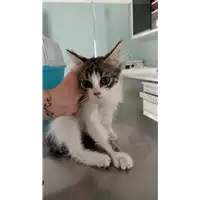 Foto dell\'animale gatto - Matr. 2022/1673 - Microchip 380260044732908