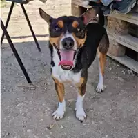 Foto dell\'animale cane - Matr. 2022/1679 - Microchip 380260044732759
