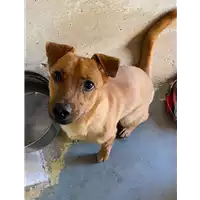 Foto dell\'animale cane - Matr. 2022/1689 - Microchip 380260160343303