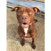 Foto dell\'animale cane - Matr. 2022/1686 - Microchip 380260044733027