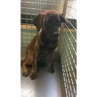Foto dell\'animale cane - Matr. 2022/1687 - Microchip 380260044732975