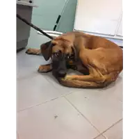 Foto dell\'animale cane - Matr. 2022/1688 - Microchip 380260044732819