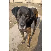 Foto dell\'animale cane - Matr. 2022/1690 - Microchip 380260044732251