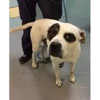 Foto dell\'animale cane - Matr. 2022/1695 - Microchip 380260044732444