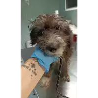 Foto dell\'animale cane - Matr. 2022/1691 - Microchip 380260044732496