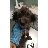Foto dell\'animale cane - Matr. 2022/1692 - Microchip 380260044732381