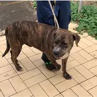 Foto dell\'animale cane - Matr. 2022/1696 - Microchip 380260101797941