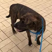 Foto dell\'animale cane - Matr. 2022/1697 - Microchip 380260101797496