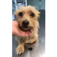 Foto dell\'animale cane - Matr. 2022/1698 - Microchip 380260044732533