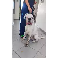 Foto dell\'animale cane - Matr. 2022/1416 - Microchip 939000001366228