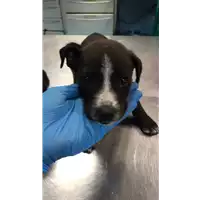 Foto dell\'animale cane - Matr. 2022/1700 - Microchip 380260044732228