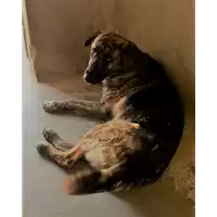Foto dell\'animale cane - Matr. 2017/1072 - Microchip 380260043259238