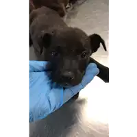 Foto dell\'animale cane - Matr. 2022/1701 - Microchip 380260044732519