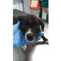 Foto dell\'animale cane - Matr. 2022/1702 - Microchip 380260044748321