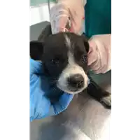 Foto dell\'animale cane - Matr. 2022/1703 - Microchip 380260044732930