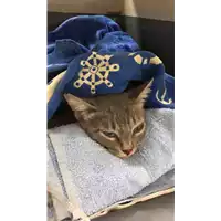 Foto dell\'animale gatto - Matr. 2022/1705 - Microchip 380260044733120