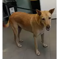 Foto dell\'animale cane - Matr. 2022/1708 - Microchip 981098106430759