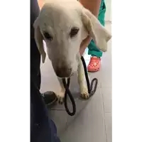 Foto dell\'animale cane - Matr. 2022/1706 - Microchip 380260044733023