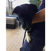 Foto dell\'animale cane - Matr. 2022/1707 - Microchip 380260044750038