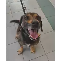 Foto dell\'animale cane - Matr. 2022/0717 - Microchip 380260044549435