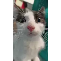 Foto dell\'animale gatto - Matr. 2022/1710 - Microchip 380260044750121