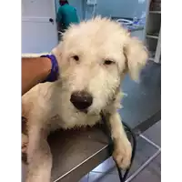 Foto dell\'animale cane - Matr. 2022/1711 - Microchip 380260044749317