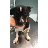 Foto dell\'animale cane - Matr. 2022/1712 - Microchip 380260044749759