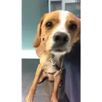 Foto dell\'animale cane - Matr. 2022/1713 - Microchip 380260044750071
