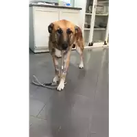 Foto dell\'animale cane - Matr. 2022/1715 - Microchip 380260044749960