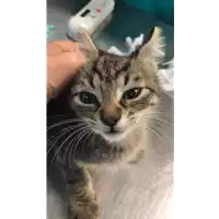 Foto dell\'animale gatto - Matr. 2022/1717 - Microchip 380260044750102