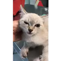 Foto dell\'animale gatto - Matr. 2022/1716 - Microchip 380260044749423
