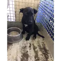 Foto dell\'animale cane - Matr. 2022/1722 - Microchip 380260044750007