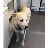 Foto dell\'animale cane - Matr. 2022/1725 - Microchip 380260004419472