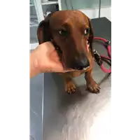 Foto dell\'animale cane - Matr. 2022/1724 - Microchip 380260160253155