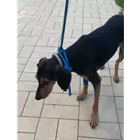 Foto dell\'animale cane - Matr. 2022/1723 - Microchip 380260044132612