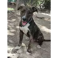 Foto dell\'animale cane - Matr. 2022/0517 - Microchip 380260044549696